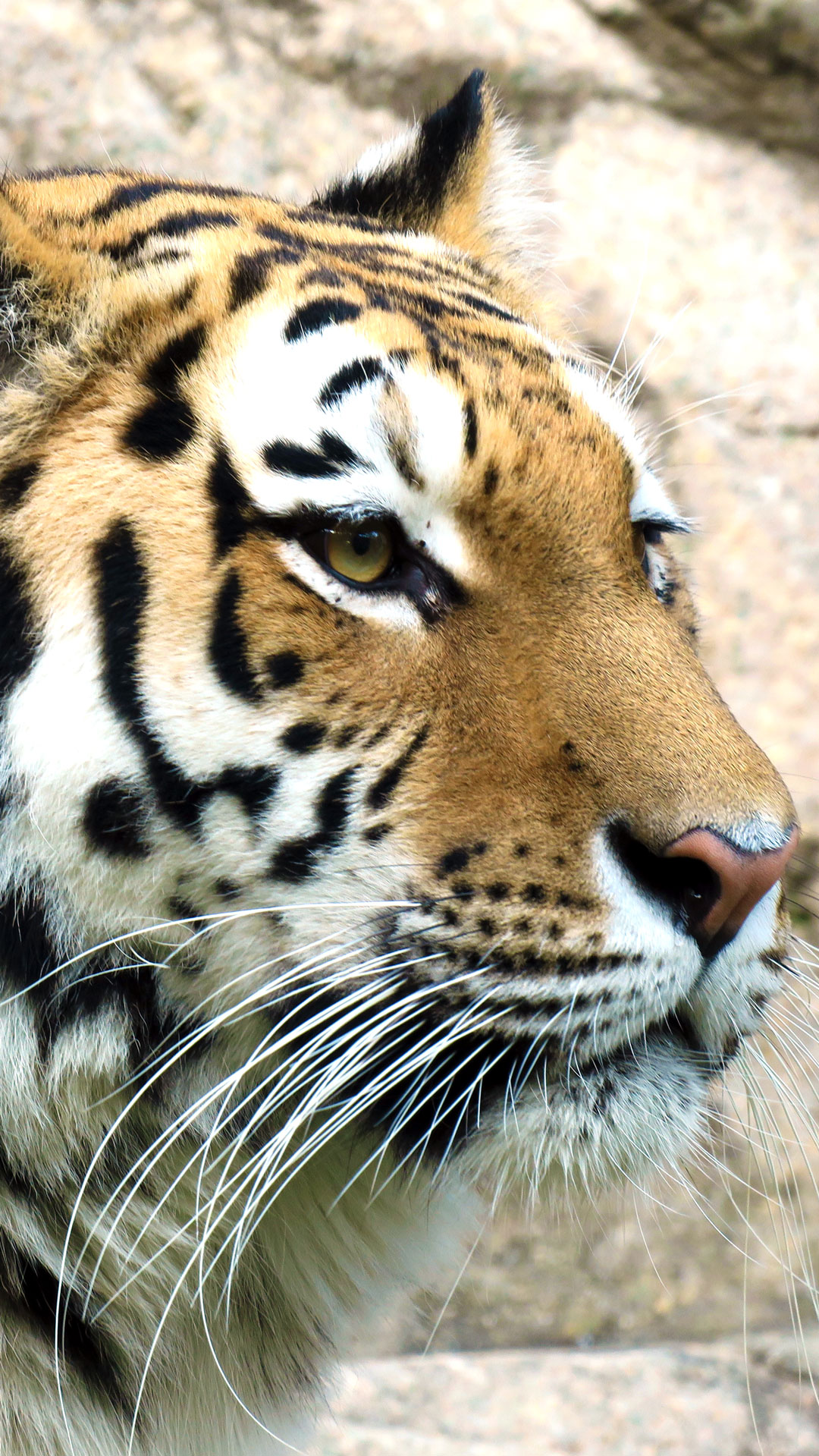 レーニャ アムールトラ 王子動物園 Haumanava の 待ち受け画像