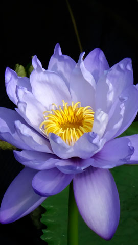 Water Lily